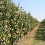 Why Pear Trees are a Good Investment?