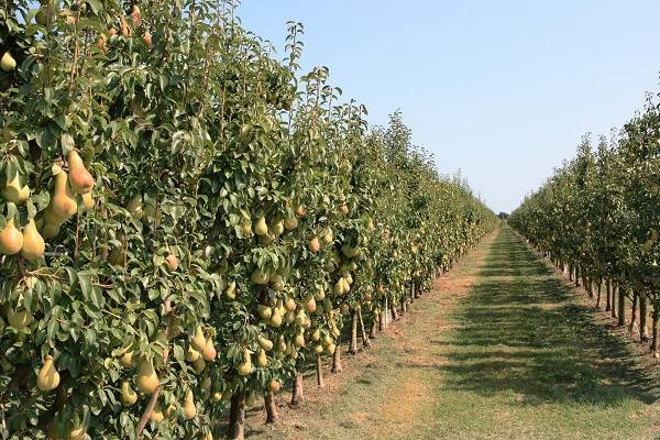 Why Pear Trees are a Good Investment?